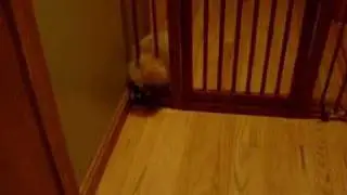 Pomeranian Makes Great Escape