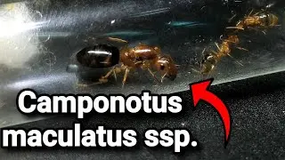 ОБЗОР МУРАВЬЁВ Camponotus maculatus ssp.