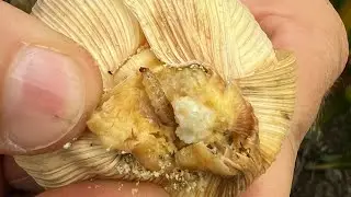 Стеблевой мотылек в деле🐛🐛🐛🐛🌽🌽🌽🌽