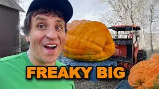 Harvesting My Giant Pumpkin Crop