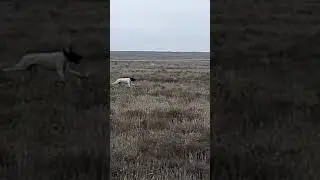 натаска легавых