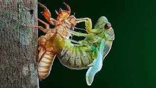 Ve sầu thoát xác - Molting Cicada Macro live 05 2021