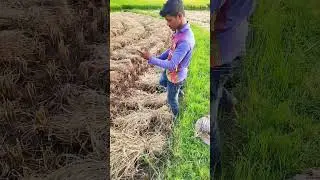 ধান বাঁধানো শিখুন | AK163