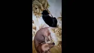 Пёс и кошка. Рядом но не вместе.
