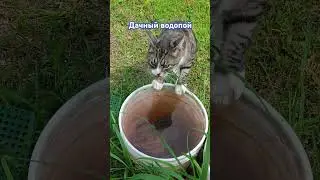 Дачный водопой #Кошки #Маркиз #Дача #Лето #cats #catvideos #котики #животные #лето