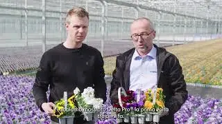 Delta Pro at grower Wouters | Italian