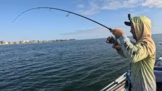 Snapper in the shallows!