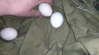 Фазанячы яйця