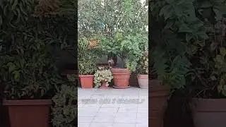 gatto tricolore calico cat funny cat gatti divertenti avocado #plant #calico #calicocat #funnycats