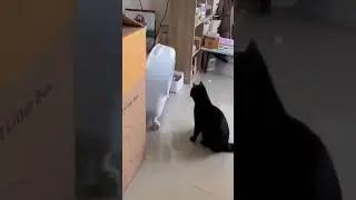 The Ultimate Cursed Cat Compilation! 😻 Funny and Wholesome Moments 🐾