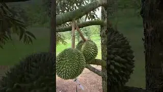 Durian Sekilo 300 ribuan bentar lagi panen !!