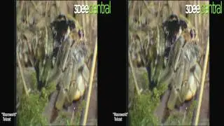 Spatial View 3DeeCentral - Promo Reel (Full HD).mp4