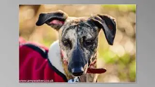 High Wycombe Pet Photographer