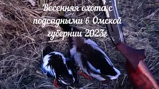Весенняя охота с подсадными в Омской области 2023 г.