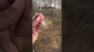 Já viu uma semente assim? #bioaldemir