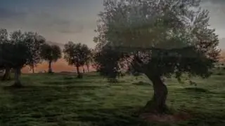 YO VOY SOÑANDO CAMINOS