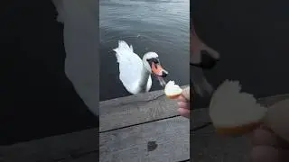 Кормлю лебедя #лебедь #озеро #шансон #рекомендации