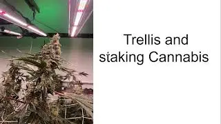 Trellising Cannabis to improve Canopy