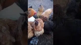 Брама