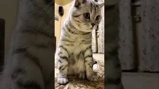 Мы не согласились бы расстаться с тобой #юмор #смешнойкот #cat #shorts
