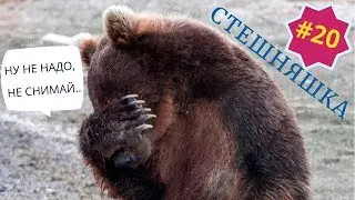 Стеснительный Мишка. Приколы про животных. Смешное видео про котов, собак и не только. Выпуск 20