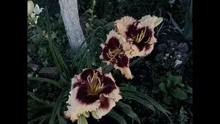 Caring for perennials in flower beds in summer. Lilies, daylilies, daisies, carnations