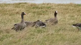 Lesser White-fronted Geese
