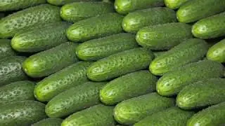 Огурец KS 90 F1    неограниченная урожайность!