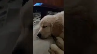 ❤️❤️💤💤💤 #sleepingbeauty #dog #dogloverforlife #cute
