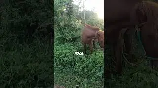 Talking with my friend horse. 