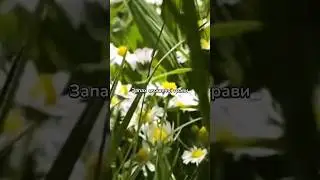 Запах скошеної трави | Demo (speed up)