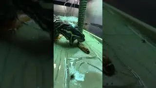 Squirtle hunts worms ￼
