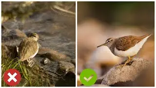 Number One Mistake in Wildlife Photography | Tips & Tricks