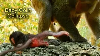 My god the gate very high why Casca allow new born baby Colin walk till collapse like this
