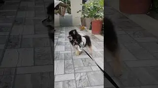 CUTIE DOGGIE POMERANIAN 