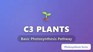 C3 Plants Explained: Basic Photosynthesis Pathway for Beginners