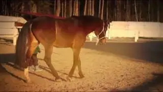 Natural Horsemanship in Ukraine.Nikita and Unikum.