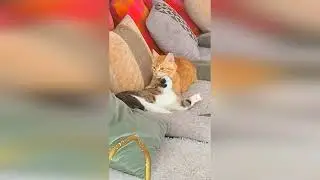 Смешные коты и собаки.Получайте удовольствие!