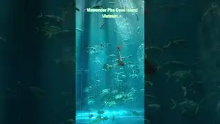 Phu Quoc Aquarium: Stunning Ocean Wonder  #gadttravel #explorevietnam #viralvideo