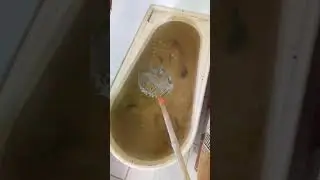 Держу мальков в ванной для рыбалки