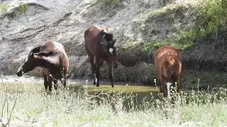 Akhal -Teke lovak, inni mennek  a tóhoz.