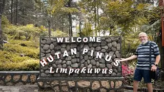Hutan pinus Limpakuwus Purwokerto
