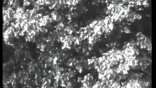 Фильм о пчеловодстве  1969 г  Часть 3