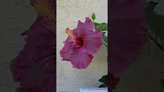 ГИБИСКУС сортовой с ЦВЕТКОМ на ВСЕ ОКНО!