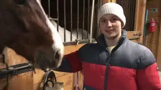 Лошади