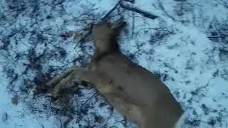 ОХОТА НА КОСУЛЮ С ПОДХОДА ВЕТЕР ПОМОГАЕТ