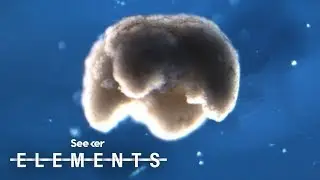 Meet the Xenobot, the World’s First-Ever 