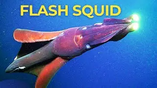 Attack of the Flashlight Squid