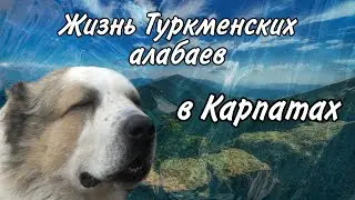 Доброе дело - программа помощи чабанам / Жизнь в деревне - Карпаты.