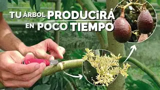 Want your avocado tree to produce fruit? - Use the girdling method